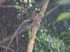 Terpsiphone paradisi