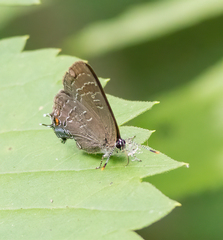 Satyrium caryaevorus