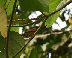 Pachyramphus cinnamomeus