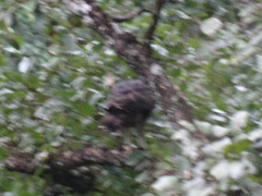 Spilornis cheela