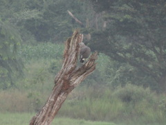 Haliaeetus ichthyaetus