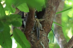 Tamiops mcclellandii