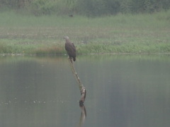 Haliaeetus ichthyaetus