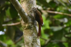 Lepidocolaptes souleyetii