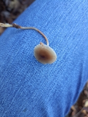 Collybia eucalyptorum