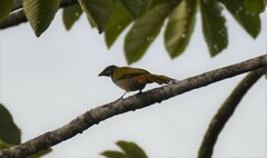 Saltator atriceps