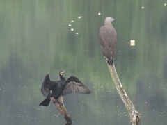 Haliaeetus ichthyaetus