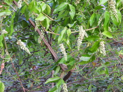 Paullinia