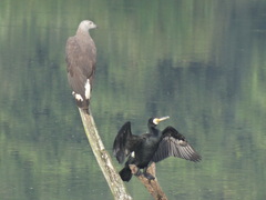 Haliaeetus ichthyaetus