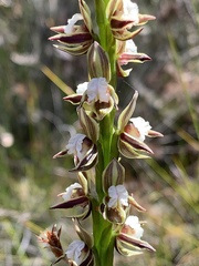 Prasophyllum australe