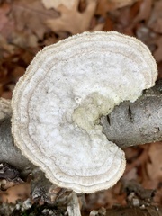 Trametes hirsuta