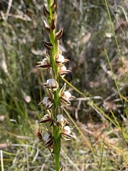 Prasophyllum australe