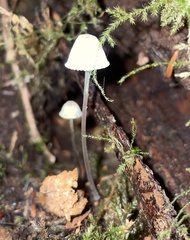 Mycena metata