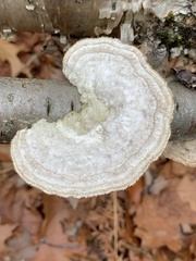 Trametes hirsuta