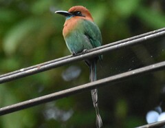 Electron platyrhynchum