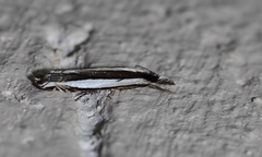 Angustalius malacellus