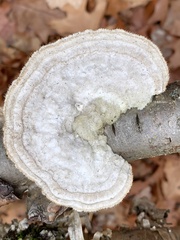 Trametes hirsuta