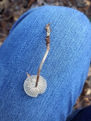 Collybia eucalyptorum