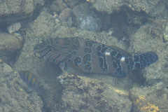 Cirrhitus rivulatus