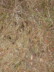 Geum laciniatum