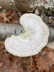 Trametes hirsuta