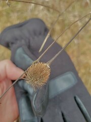 Geum laciniatum