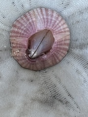 Paraconcavus pacificus