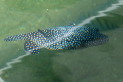 Arothron meleagris
