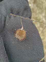 Geum laciniatum