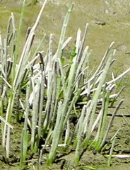 Lilaeopsis occidentalis