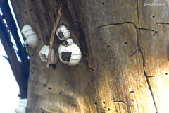 Amphibalanus improvisus