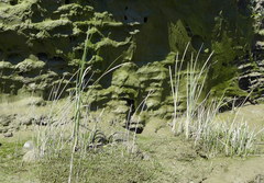 Lilaeopsis occidentalis