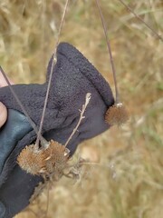 Geum laciniatum