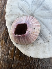 Paraconcavus pacificus