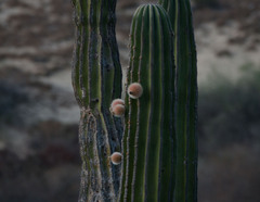 Pachycereus