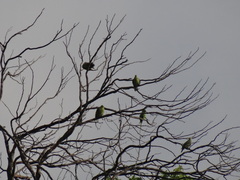 Treron phoenicopterus