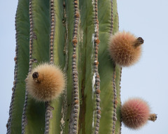 Pachycereus
