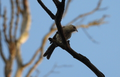 Campylorhynchus turdinus