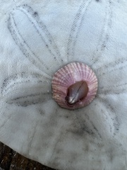 Paraconcavus pacificus