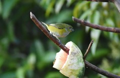 Euphonia hirundinacea