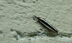 Angustalius malacellus