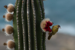 Pachycereus