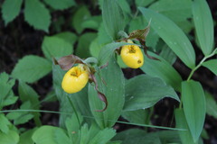 Cypripedium parviflorum pubescens