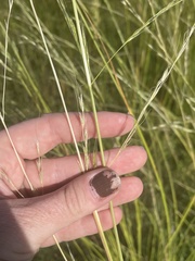 Amphibromus nervosus