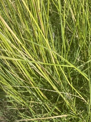 Amphibromus nervosus