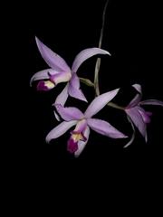 Laelia anceps