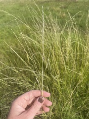 Amphibromus nervosus