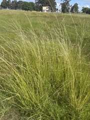 Amphibromus nervosus