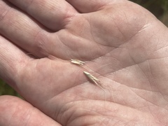 Amphibromus nervosus