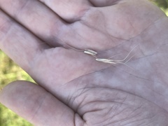 Amphibromus nervosus